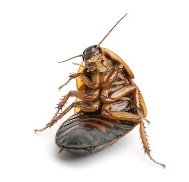 Dezinsekce Dezinsekce